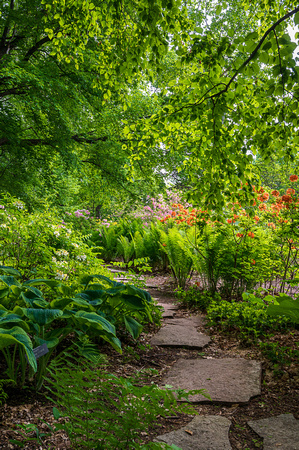 Woodland Azalea Garden_Todd Mulvihil_1634