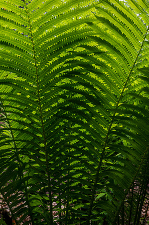 Fern_Todd Mulvihil_1635