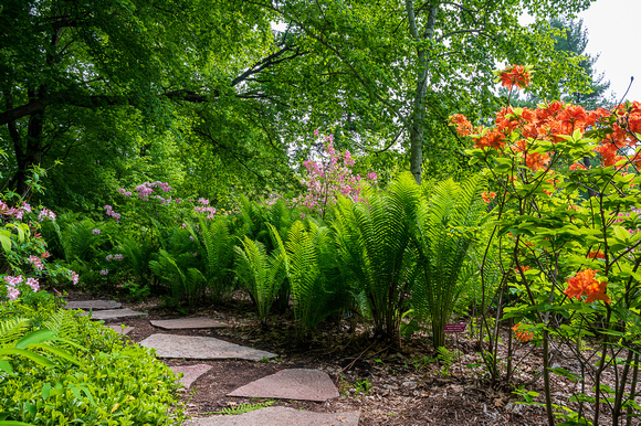 Woodland Azalea Garden_Todd Mulvihil_1639