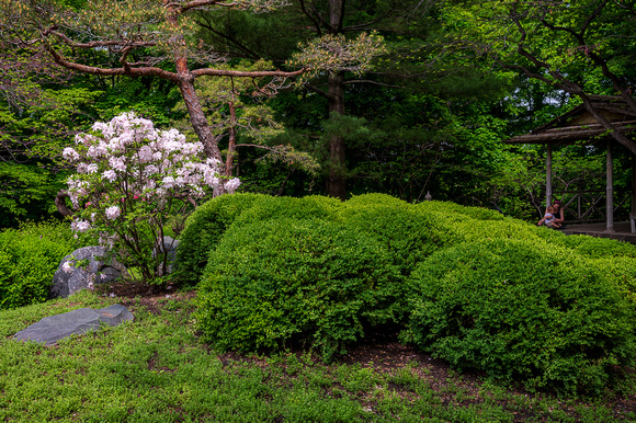 Japanese Garden_Todd Mulvihil_1644