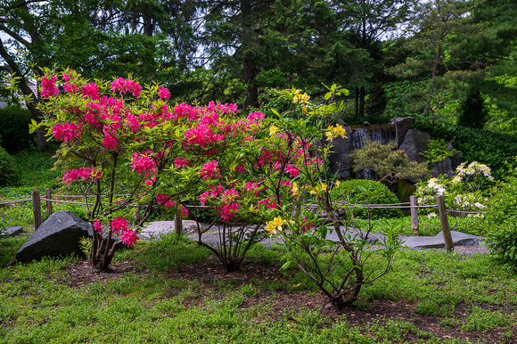 Japanese Garden_Todd Mulvihil_1651