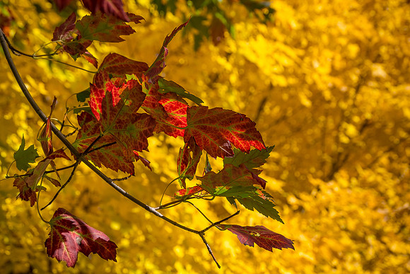 Red and Green on Yellow