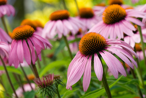 A Cone Flower Collage in the Sensory Garden