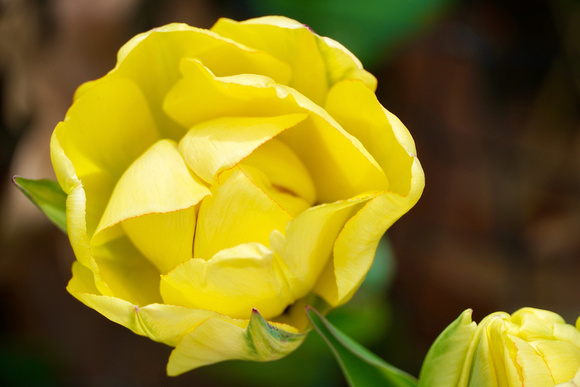 YellowTulipAnnualGarden_BonnieRonning.05