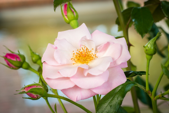 Floribunda Tree Rose in Rose Garden