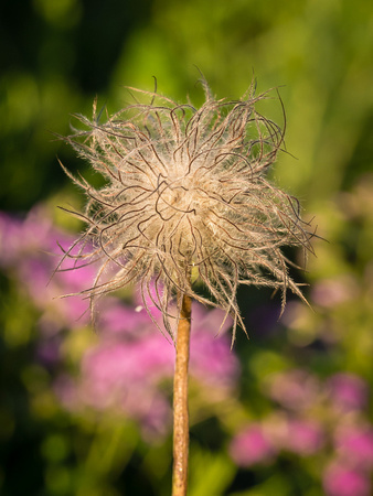 Single Pasque Flower