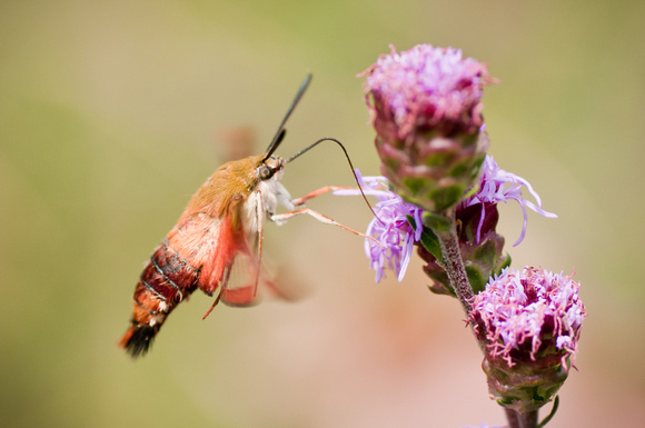 Sphinx Moth