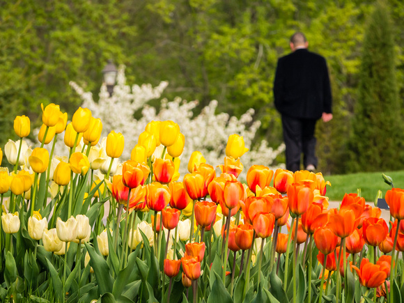 Tulips in front of Snyder Building