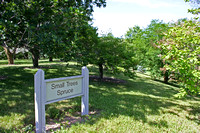 Small Trees