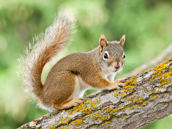 Red Squirrel