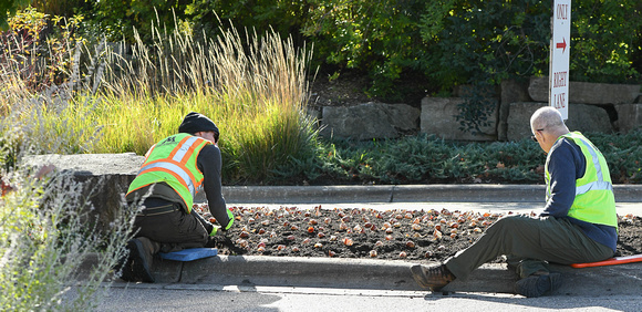 2023 Staff and Volunteers Planting Tulip Bulbs