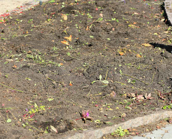 2023 Staff and Volunteers Planting Tulip Bulbs
