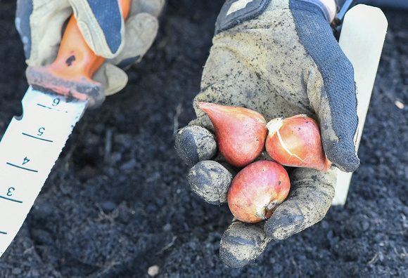 2023 Staff and Volunteers Planting Tulip Bulbs