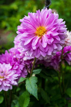 Dahlia, 'Bluetiful'