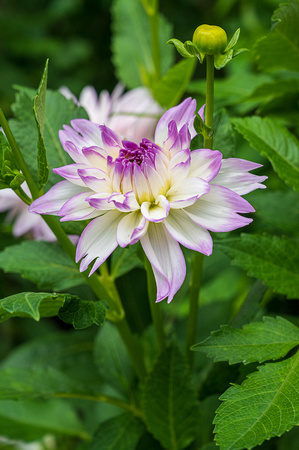 Dahlia, 'Mikayla Miranda'
