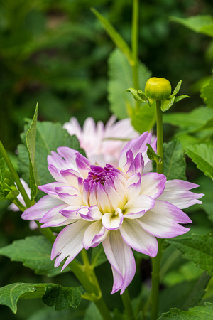 Dahlia, 'Mikayla Miranda'