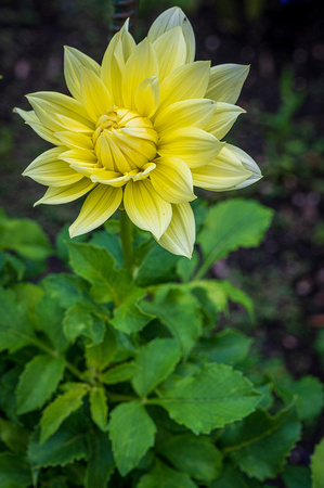 Dahlia, 'Harvest Moonlight'