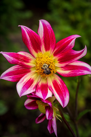 Dahlia, 'Junkyard Dog'