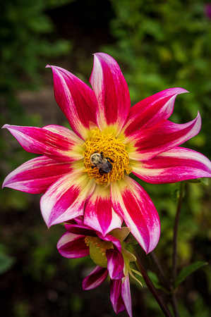 Dahlia, 'Junkyard Dog'