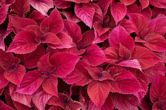 Coleus 'Redhead'