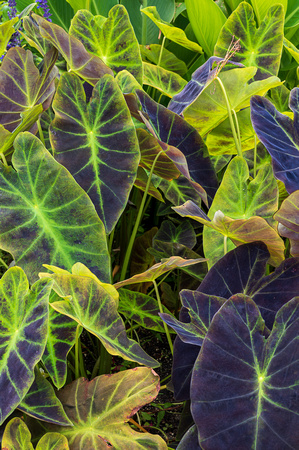 Colocasia esculenta, 'Illustris'