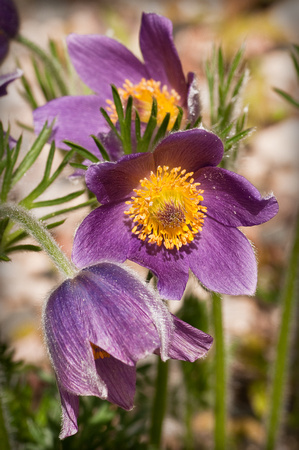 Pasque Flower
