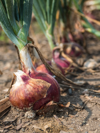 Farm Documentation