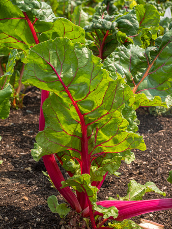 Farm Documentation