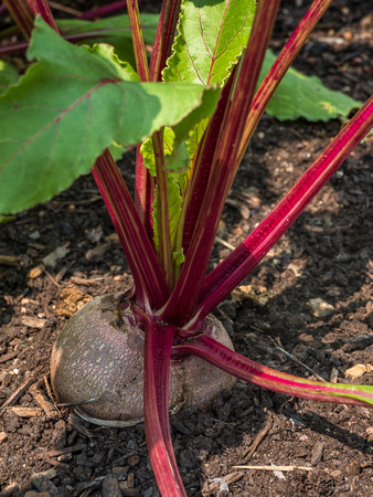 Farm Documentation
