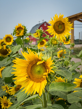 Farm Documentation