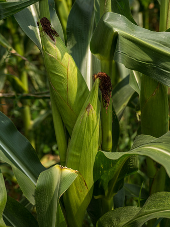 Farm Documentation