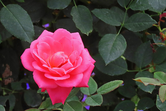 Horizontal Rose