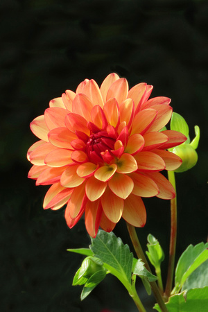 Orange Dahlia