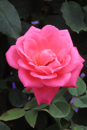Vertical Pink Rose Blue Accents