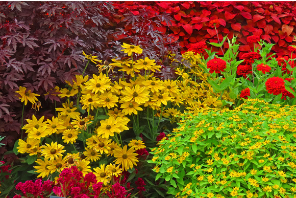 Fall Blooms 2023