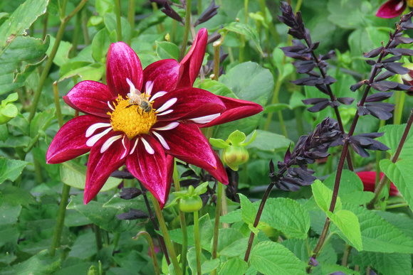 Red Dahlia With Pollinator
