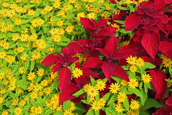 Annual Garden Fall Color 2023