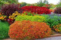 2023 What's in Bloom - Fall