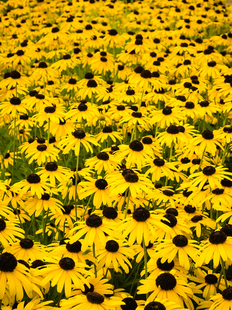 Black-eyed Susan