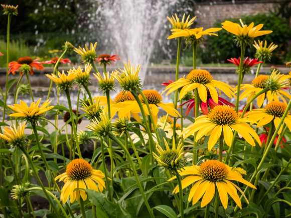 Coneflowers by Pereennial Garden fountain