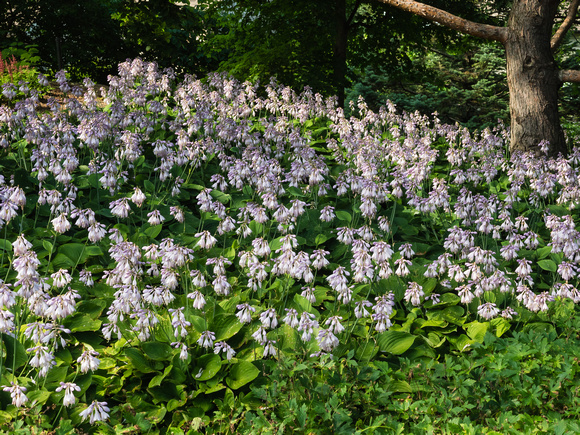'Happy Hearts' Hosta