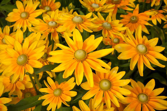 Black--eyed Susan
