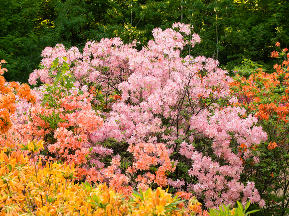 Late Spring Azaleas