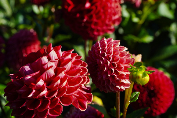 RedDahlias2023_BonnieRonning.05