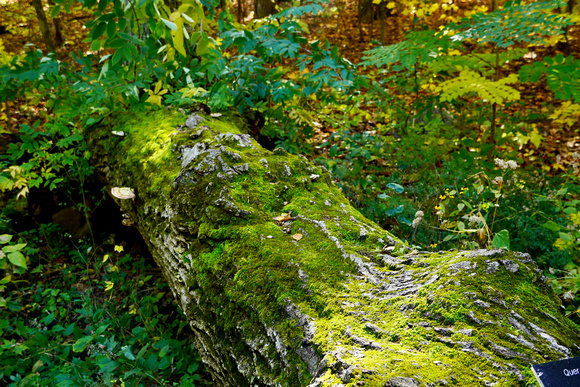 OakMossMushrooms2023_BonnieRonning.07