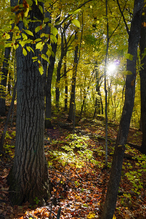 Forest Sunlight2023_BonnieRonning.01