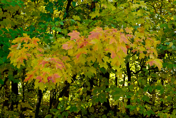 Yellow Leaf Highlights2023_BonnieRonning.06