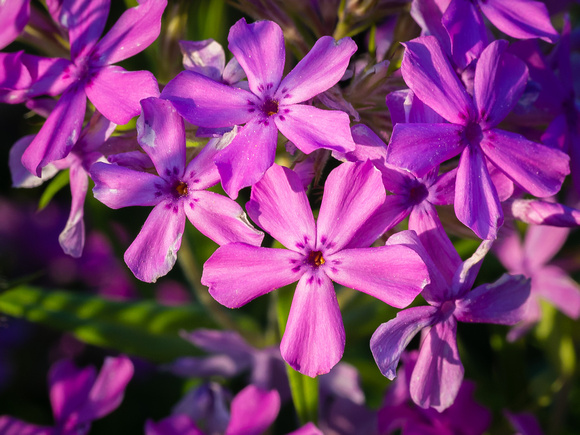 Prairie Phlox