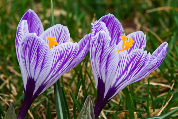 WIB 2010, Crocus, Home Deco Garden