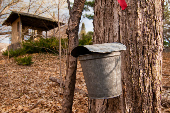 Maple sap collection